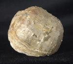 Araxilevis intermedius ABICH 1878 - Bild &copy; FossNet FossilienStore